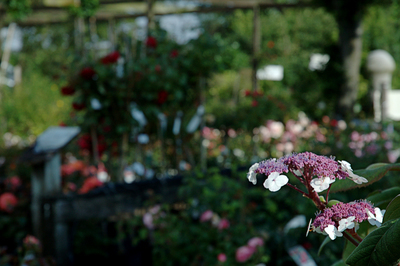 blandede blomster